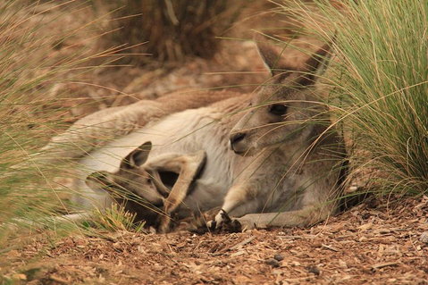 Werribee Open Range Zoo General Admission Ticket - Accommodation Fremantle 3