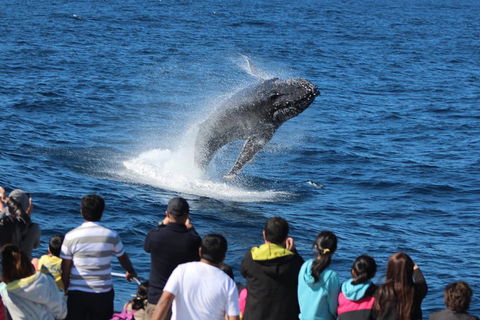 Tangalooma Island Resort Whale Watching Day Cruise With Dolphin Viewing - Accommodation Fremantle 1