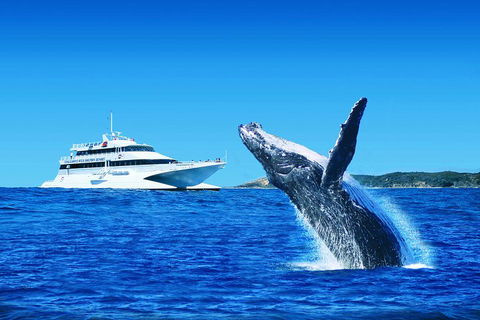 Tangalooma Island Resort Whale Watching Day Cruise With Dolphin Viewing - Accommodation Fremantle 2