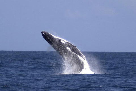 Tangalooma Island Resort Whale Watching Day Cruise With Dolphin Viewing - Accommodation Fremantle 4