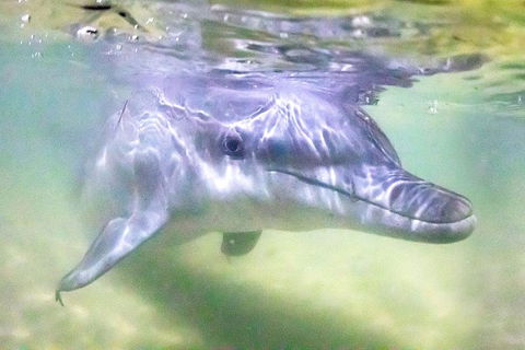 Tangalooma Island Resort Whale Watching Day Cruise With Dolphin Feeding - Accommodation Fremantle 0