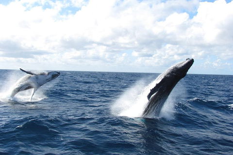 Tangalooma Island Resort Whale Watching Day Cruise With Dolphin Feeding - Accommodation Fremantle 1