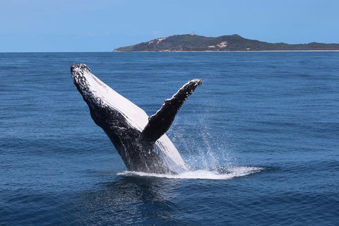 Tangalooma Island Resort Whale Watching Day Cruise With Dolphin Feeding - Accommodation Fremantle 3