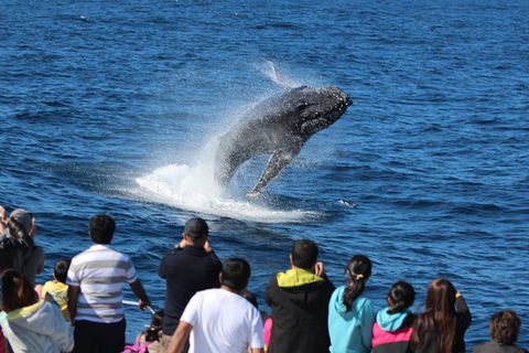 Tangalooma Island Resort Whale Watching Day Cruise With Dolphin Feeding - Accommodation Fremantle 5
