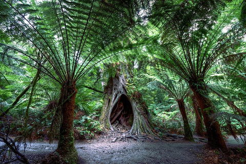 Small-Group Great Ocean Road And 12 Apostles Full-Day Tour From Melbourne - Accommodation Fremantle 4