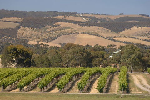 McLaren Vale And Glenelg Wine Tasting And Sightseeing (Half-day Afternoon) - Accommodation Fremantle 2