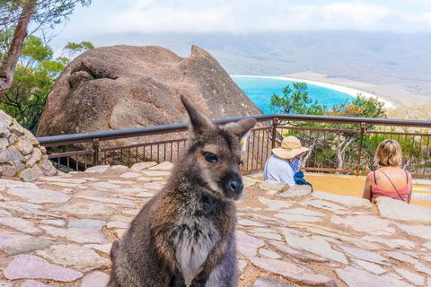 Wineglass Bay & Freycinet NP Full Day Tour From Hobart Via Richmond Village - Accommodation Fremantle 0