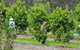Dandenong Ranges And Rayners Orchard Tour From Melbourne - thumb 2