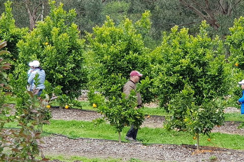 Dandenong Ranges And Rayners Orchard Tour From Melbourne - Accommodation Fremantle 2
