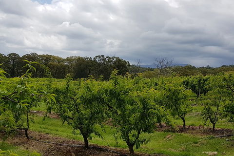 Yarra Valley Wineries And Rayners Orchard Tour From Melbourne - Accommodation Fremantle 4