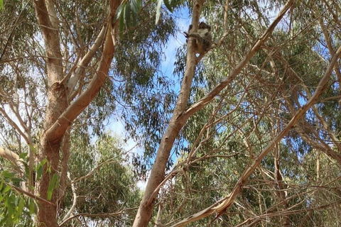 Kangaroo Island 4WD Tour - Best Of KI In 2 Days - Accommodation Fremantle 0