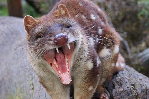 After Dark Tasmanian Devil Feeding Tour At Cradle Mountain - Accommodation Fremantle 0