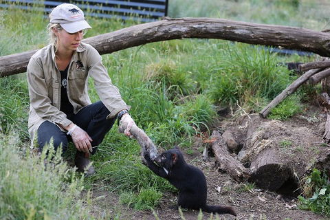 After Dark Tasmanian Devil Feeding Tour At Cradle Mountain - Accommodation Fremantle 1