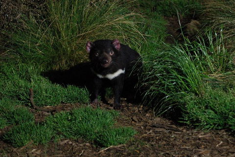 After Dark Tasmanian Devil Feeding Tour At Cradle Mountain - Accommodation Fremantle 4