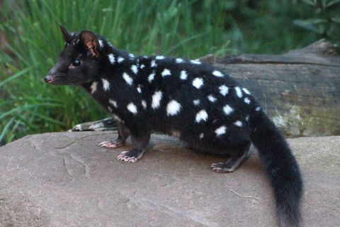 After Dark Tasmanian Devil Feeding Tour At Cradle Mountain - Accommodation Fremantle 5