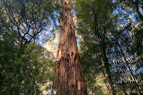 Ultimate Reverse Direction - 12 Apostles, Great Ocean Road - Small Group Tour - Accommodation Fremantle 2