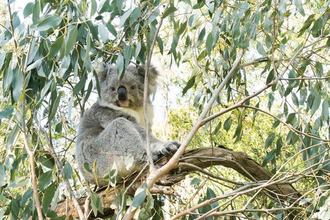 Ultimate Reverse Direction - 12 Apostles, Great Ocean Road - Small Group Tour - Accommodation Fremantle 5