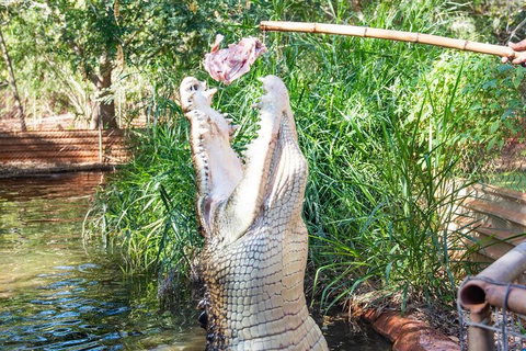 3 In 1 Tour: Matsoâ€™s Brewery, Broome Museum & Malcolm Douglas Crocodile Park - Accommodation Fremantle 3
