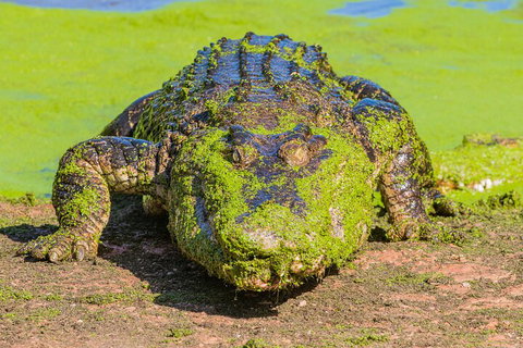 3 In 1 Tour: Matsoâ€™s Brewery, Broome Museum & Malcolm Douglas Crocodile Park - Accommodation Fremantle 4