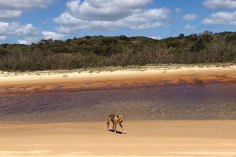 Pippies 3 Days 2 Nights Fraser Island Tour - Accommodation Fremantle 2