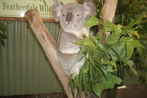Full-Day Private Blue Mountains Tour With River Cruise - Accommodation Fremantle 2