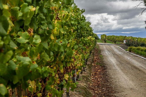 Yarra Valley Public Winery Tours - Accommodation Fremantle 2