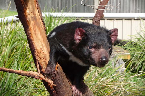 Tasmania 4 Day East Coast + Launceston - Accommodation Fremantle 2