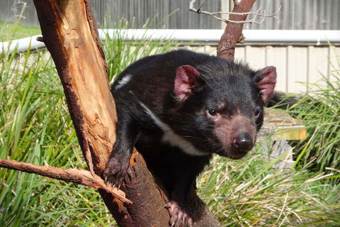 6-Day Tasmania Small-Group Guided Tour With Gourmet Food - Accommodation Fremantle 1