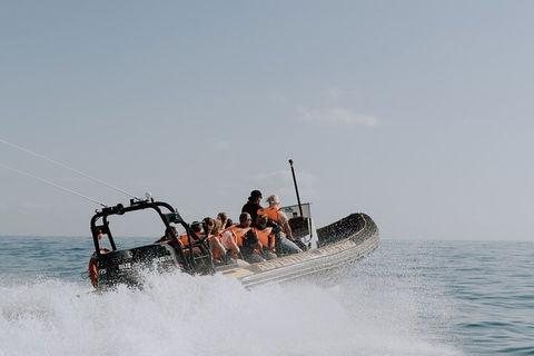 Adventure Whale Watching Tour Mooloolaba - Accommodation Fremantle 0