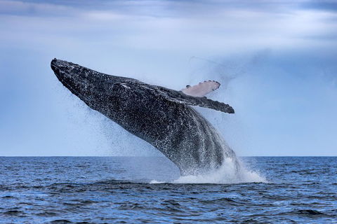 Adventure Whale Watching Tour Mooloolaba - Accommodation Fremantle 2