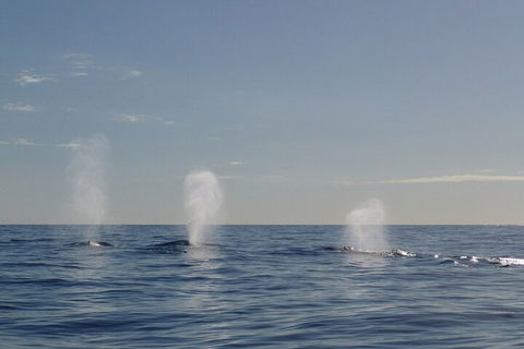 Adventure Whale Watching Tour Mooloolaba - Accommodation Fremantle 3