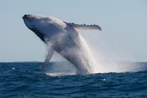 Adventure Whale Watching Tour Mooloolaba - Accommodation Fremantle 5