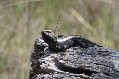 Inside The Greater Blue Mountains World Heritage - A Private Wildlife Safari Overnight - Accommodation Fremantle 2