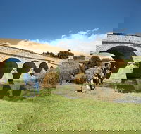Bonorong Wildlife Park and Richmond Afternoon Tour from Hobart - Accommodation Fremantle