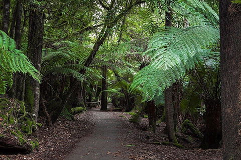 Mt Field National Park And Russell Falls From Hobart - Accommodation Fremantle 3