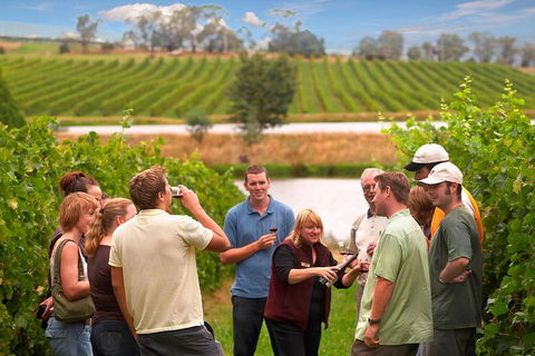 Yarra Valley Balloon Flight And Winery Tour - Accommodation Fremantle 4