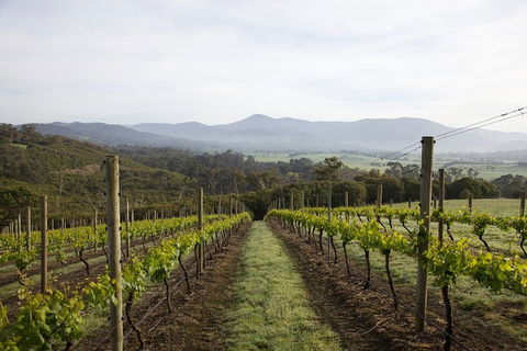 Yarra Valley 2-6 Guests Premium Food And Wine Inc Lunch At Dominique Portet - Accommodation Fremantle 1
