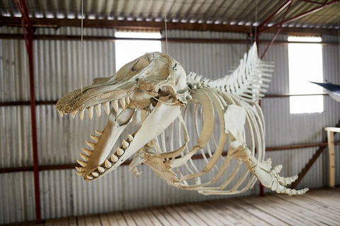 Albany's Whale Story - Accommodation Fremantle 3