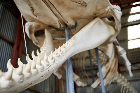Albany's Whale Story - Accommodation Fremantle 5