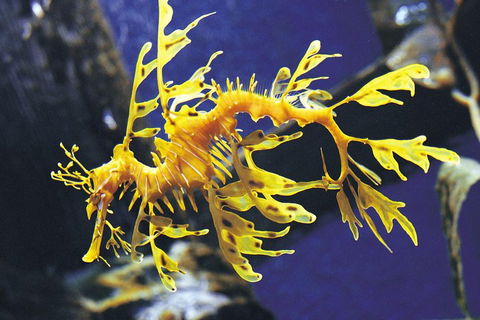 SEA LIFE Melbourne Aquarium Admission Ticket - Accommodation Fremantle 0