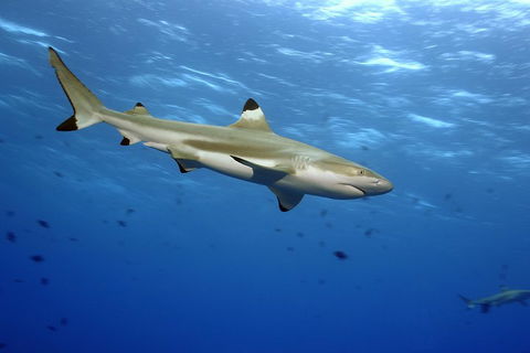 SEA LIFE Melbourne Aquarium Admission Ticket - Accommodation Fremantle 3