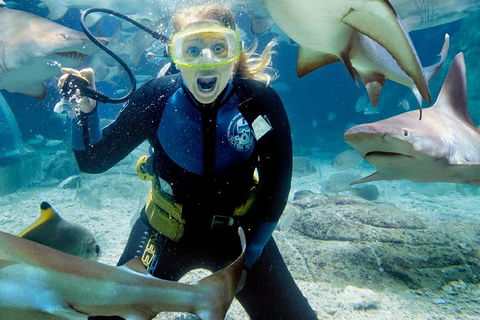 Shark Dive Experience At SEA LIFE Melbourne Aquarium - Accommodation Fremantle 0