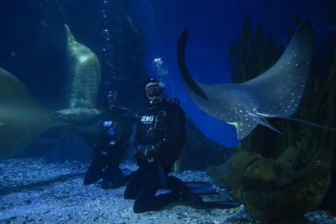 Shark Dive Experience At SEA LIFE Melbourne Aquarium - Accommodation Fremantle 1