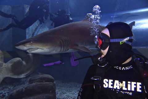 Shark Dive Experience At SEA LIFE Melbourne Aquarium - Accommodation Fremantle 2