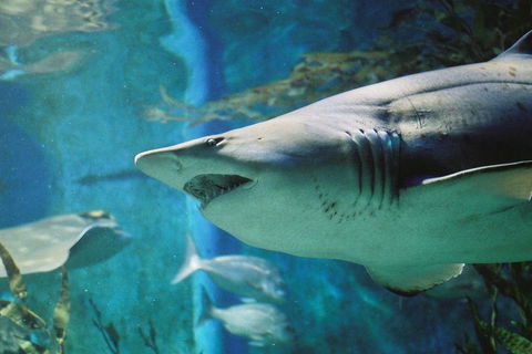 Shark Dive Experience At SEA LIFE Melbourne Aquarium - Accommodation Fremantle 4