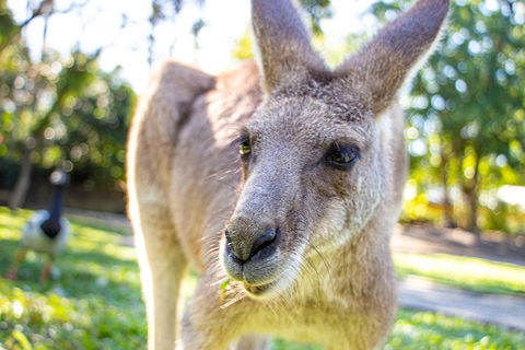 Virtual Interactive Australian Wildlife Tour With Private Guide-Wildlife Habitat - Accommodation Fremantle 2