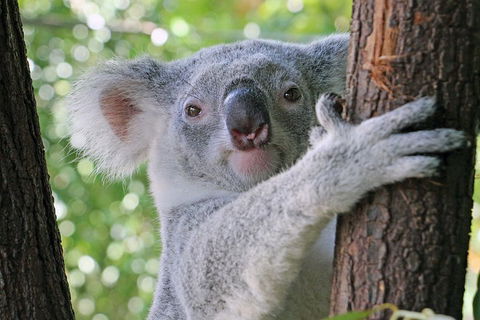 Virtual Interactive Australian Wildlife Tour With Private Guide-Wildlife Habitat - Accommodation Fremantle 3