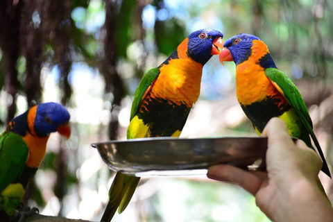 Wildlife Habitat Port Douglas - Accommodation Fremantle 0