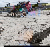 Kangaroo Island in a Day Tour from Adelaide - Accommodation Fremantle