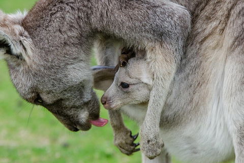 3-Day Melbourne To Adelaide Small-Group Tour Via Great Ocean Road Grampians - Accommodation Fremantle 1